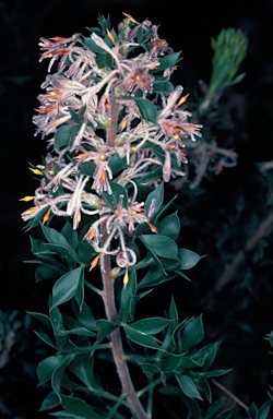 APII jpeg image of Petrophile biloba  © contact APII