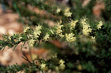 APII jpeg image of Phebalium glandulosum  © contact APII