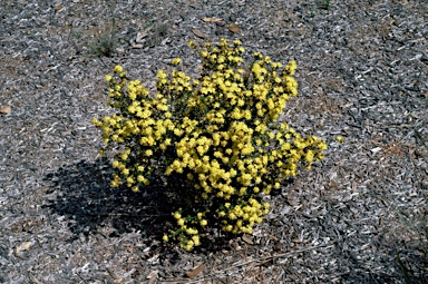 APII jpeg image of Phebalium glandulosum subsp. macrocalyx  © contact APII