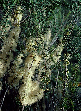 APII jpeg image of Melaleuca acuminata subsp. acuminata  © contact APII