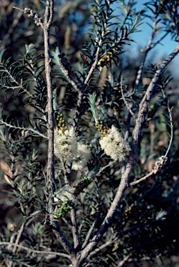 APII jpeg image of Melaleuca adnata  © contact APII