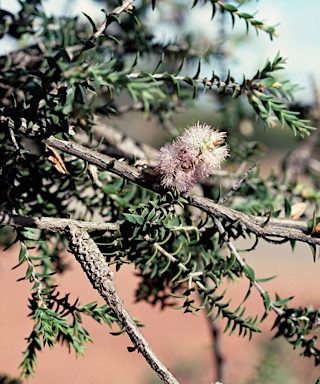 APII jpeg image of Melaleuca adnata  © contact APII