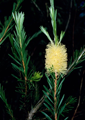 APII jpeg image of Melaleuca lutea  © contact APII