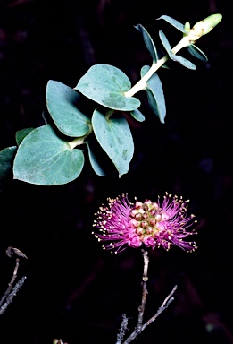 APII jpeg image of Melaleuca cordata  © contact APII