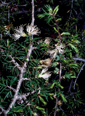 APII jpeg image of Melaleuca marginata  © contact APII