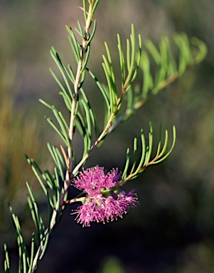 APII jpeg image of Melaleuca ctenoides  © contact APII