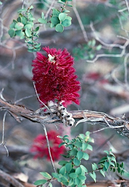 APII jpeg image of Melaleuca elliptica  © contact APII