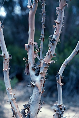 APII jpeg image of Melaleuca exuvia  © contact APII