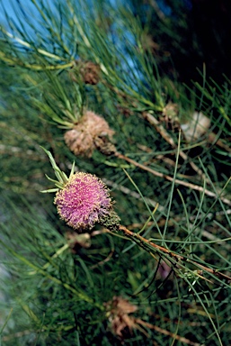 APII jpeg image of Melaleuca filifolia  © contact APII