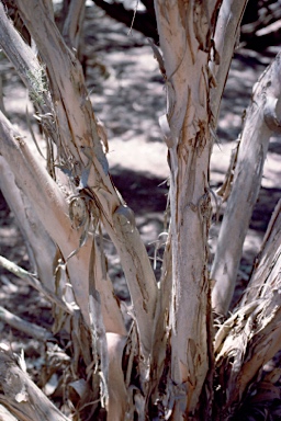 APII jpeg image of Melaleuca halmaturorum  © contact APII