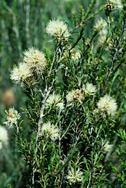 APII jpeg image of Melaleuca hamulosa  © contact APII