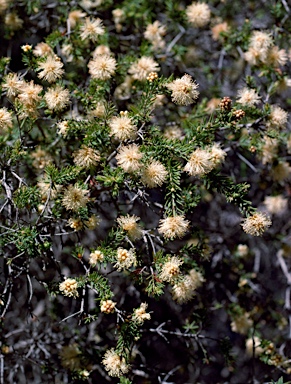 APII jpeg image of Melaleuca incana subsp. tenella  © contact APII