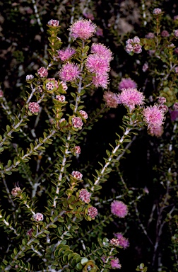 APII jpeg image of Melaleuca leptospermoides  © contact APII