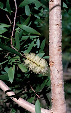 APII jpeg image of Melaleuca leucadendra  © contact APII