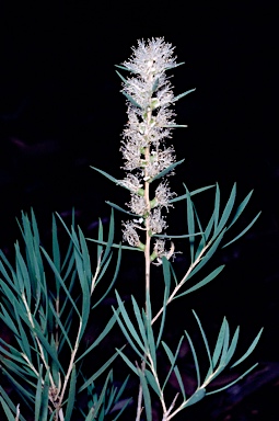 APII jpeg image of Melaleuca dissitiflora  © contact APII