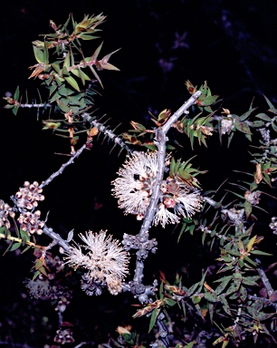 APII jpeg image of Melaleuca longistaminea  © contact APII