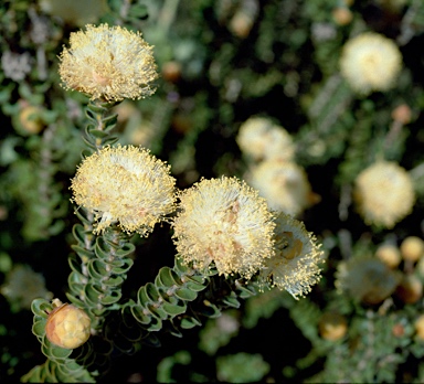 APII jpeg image of Melaleuca megacephala  © contact APII