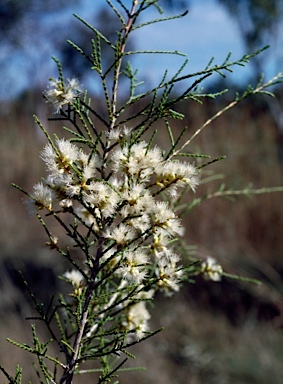 APII jpeg image of Melaleuca minutifolia  © contact APII