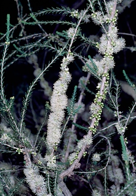 APII jpeg image of Melaleuca brevifolia  © contact APII