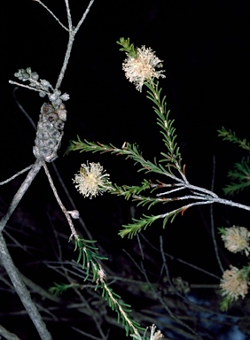 APII jpeg image of Melaleuca parvistaminea  © contact APII