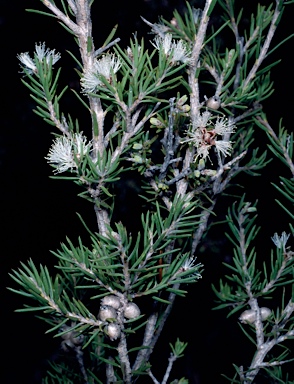 APII jpeg image of Melaleuca pauperiflora subsp. fastigiata  © contact APII