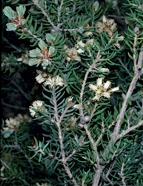 APII jpeg image of Melaleuca pauperiflora subsp. pauperiflora  © contact APII