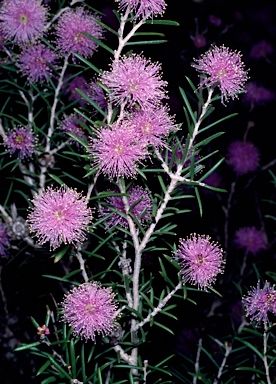 APII jpeg image of Melaleuca pentagona var. pentagona  © contact APII