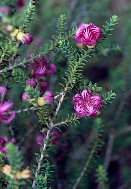 APII jpeg image of Melaleuca pulchella  © contact APII