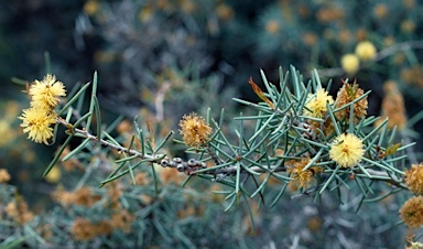 APII jpeg image of Melaleuca pungens  © contact APII