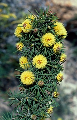 APII jpeg image of Melaleuca pungens  © contact APII