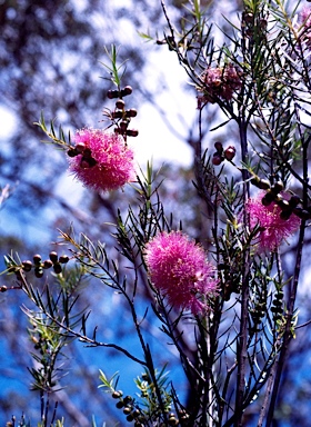 APII jpeg image of Melaleuca radula  © contact APII