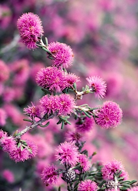 APII jpeg image of Melaleuca rigidifolia  © contact APII