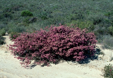 APII jpeg image of Melaleuca ryeae  © contact APII