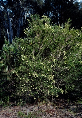 APII jpeg image of Melaleuca squarrosa  © contact APII