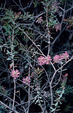 APII jpeg image of Melaleuca spicigera  © contact APII