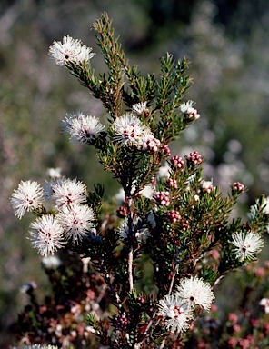 APII jpeg image of Melaleuca squamea  © contact APII