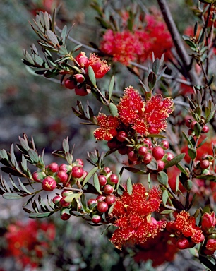 APII jpeg image of Melaleuca fulgens subsp. steedmanii  © contact APII