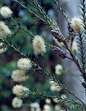 APII jpeg image of Melaleuca striata  © contact APII