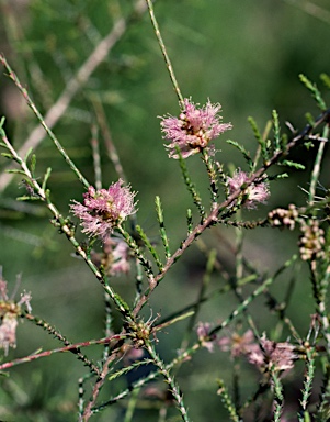 APII jpeg image of Melaleuca pallescens  © contact APII