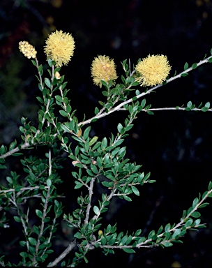 APII jpeg image of Melaleuca thymoides  © contact APII