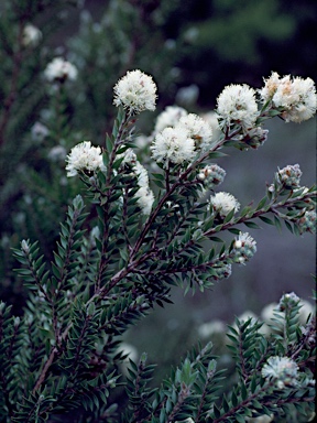 APII jpeg image of Melaleuca tortifolia  © contact APII