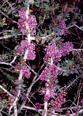 APII jpeg image of Melaleuca violacea  © contact APII