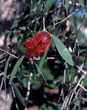 APII jpeg image of Melaleuca viridiflora  © contact APII