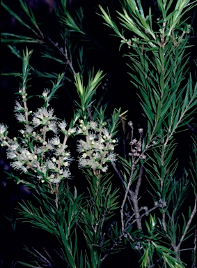 APII jpeg image of Melaleuca bracteata 'Revolution Green'  © contact APII