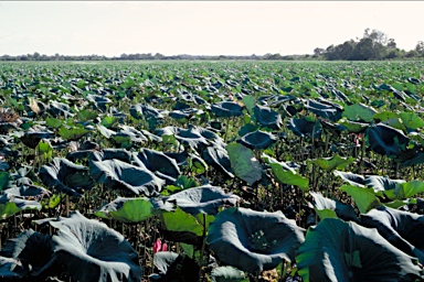 APII jpeg image of Nelumbo nucifera  © contact APII