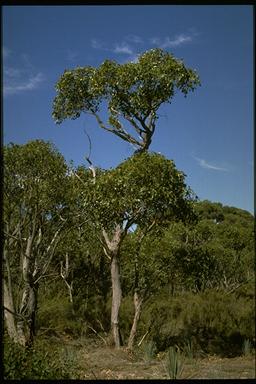 APII jpeg image of Eucalyptus baxteri  © contact APII