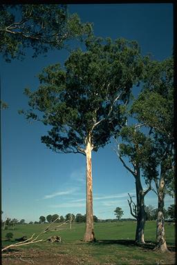 APII jpeg image of Eucalyptus bosistoana  © contact APII