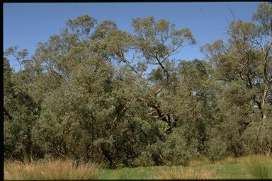 APII jpeg image of Eucalyptus cadens  © contact APII