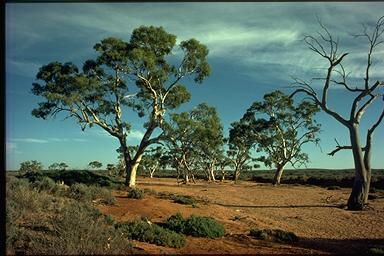 APII jpeg image of Eucalyptus camaldulensis  © contact APII