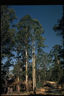 APII jpeg image of Eucalyptus dunnii  © contact APII